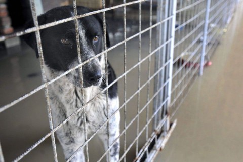 kutyamenhely (kutyamenhely)