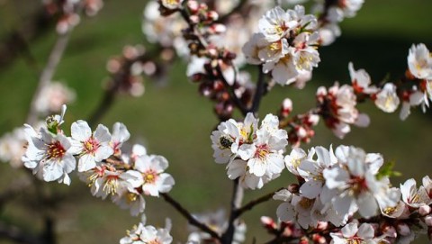 mandulafa virágzás (mandulafa virágzás)