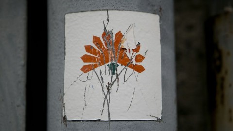 mszp (mszp, szegfű)