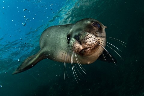 oroszlánfóka (fóka, )