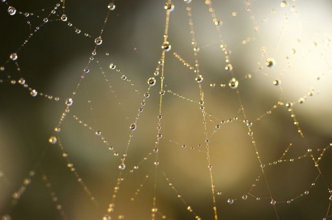 pókháló (pókháló, )