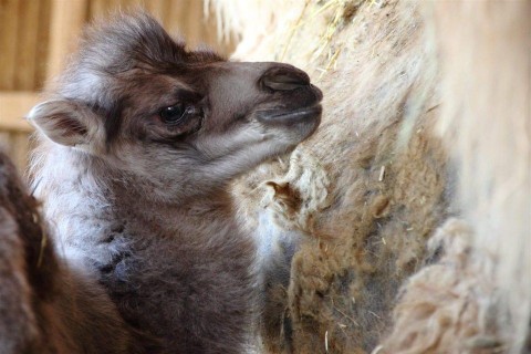 teve(1)(960x640).jpg (teve, kölyök)