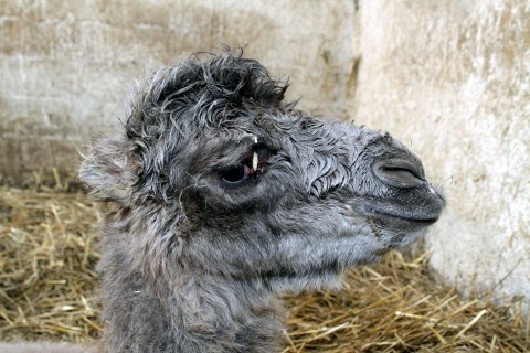 tevecsikó (tevecsikó,teve, veszprém)