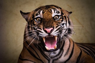tigris(210x140)(2).jpg (tigris, )