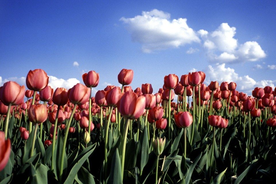tulipán, tavasz (tulipán, )