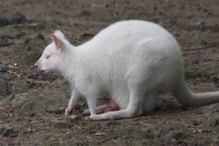 Albino-kenguru-a-Szegedi-Vadaparkban(960x640).jpg (Albínó kenguru a Szegedi Vadaparkban)