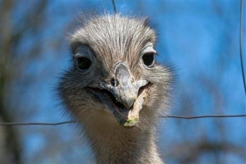 Darwin-Nandu-Szegeden(960x640).jpg (Darwin-Nandu Szegeden)