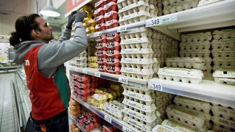 Diákmunka, tojás (diákmunka, tojás)