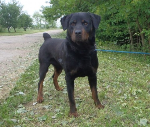 Elhagyott rottweiler Szegeden (Elhagyott rottweiler Szegeden)