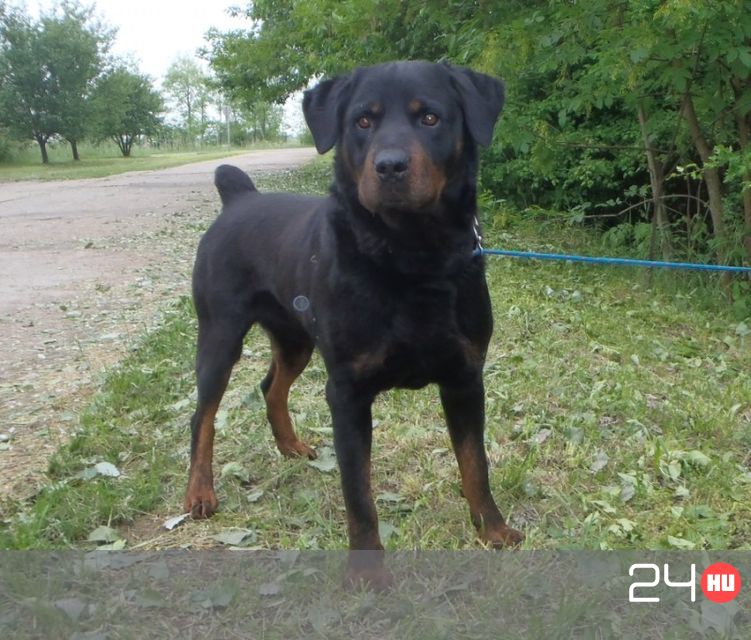 Utcára dobtak egy rottweilert Szegeden | 24.hu