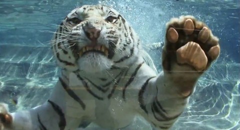 Fehér tigris (fehér tigris, )