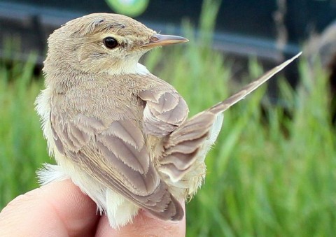 Kis geze (madár, kis geze, )