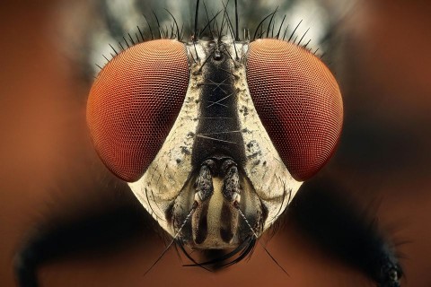 Legy(960x640)(1).jpg (légy)