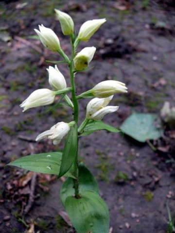 Orchidea a Szegedi Vadasparkban (Orchidea a Szegedi Vadasparkban)