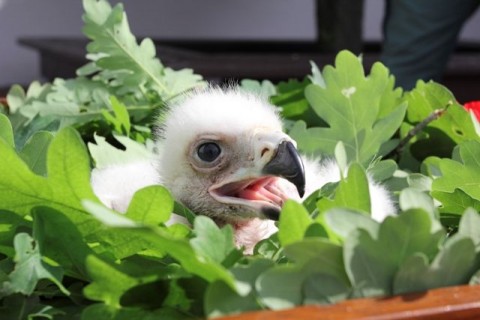 Parlagi sas fiókája (Parlagi sas fiókája)