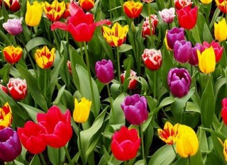 Tulipanok(210x140)(1).jpg (Tulipánok)