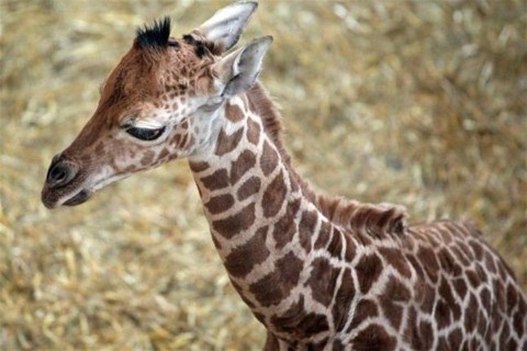 Zsirafborju-szuletett-Budapesten(960x640).jpg (zsiráf, )