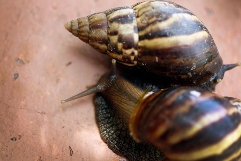 afrikai óriáscsiga (óriáscsiga, csiga, )