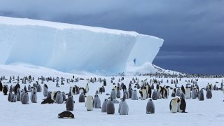 antarktisz(210x140)(1).jpg (pingvin, )