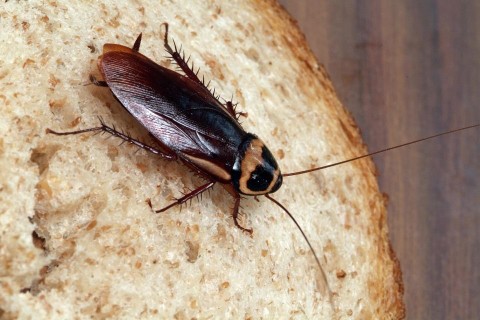 csotany(1)(210x140)(2).jpg (csótány, )