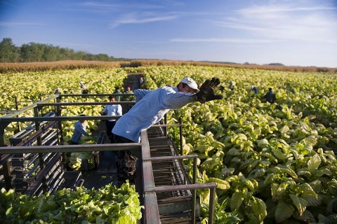 dohánytermesztés (dohánytermesztés)