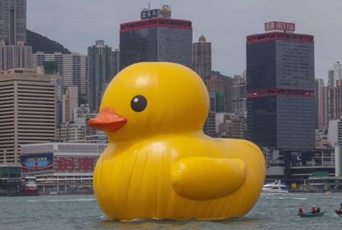 gumikacsa hong kongban (gumikacsa, hongkong, )