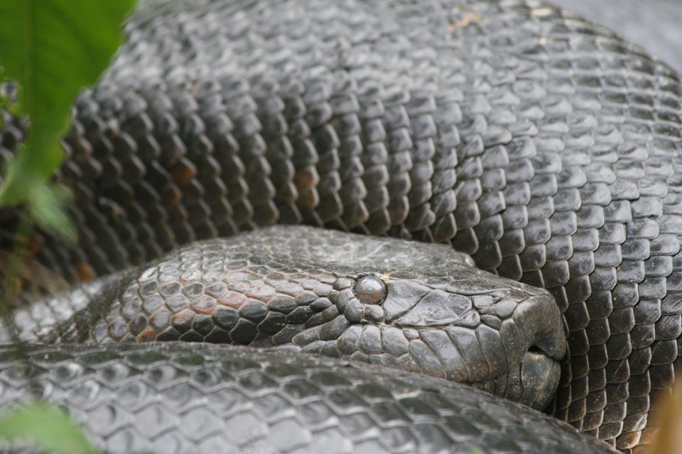 kígyó (kígyó, )