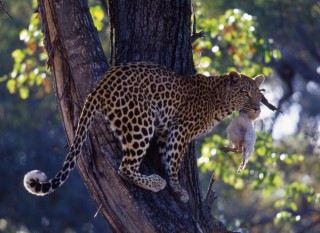 leopard(960x640)(1).jpg (leopárd)