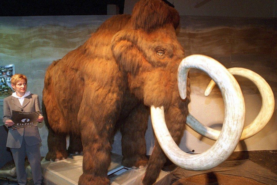 mamut (mamut, )