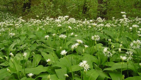 medvehagyma (medvehagyma, )