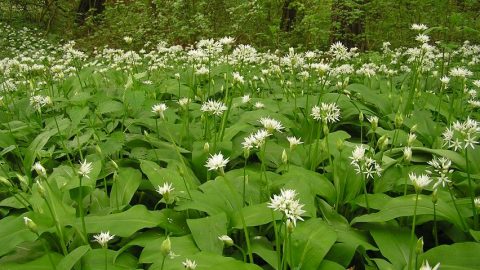 medvehagyma (medvehagyma, )