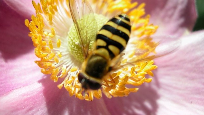 méhecske (méhecske, )