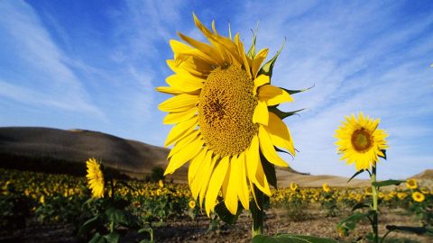 napraforgó (napraforgó)