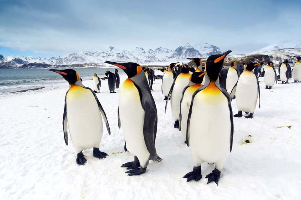 pingvin (pingvin, hideg, )