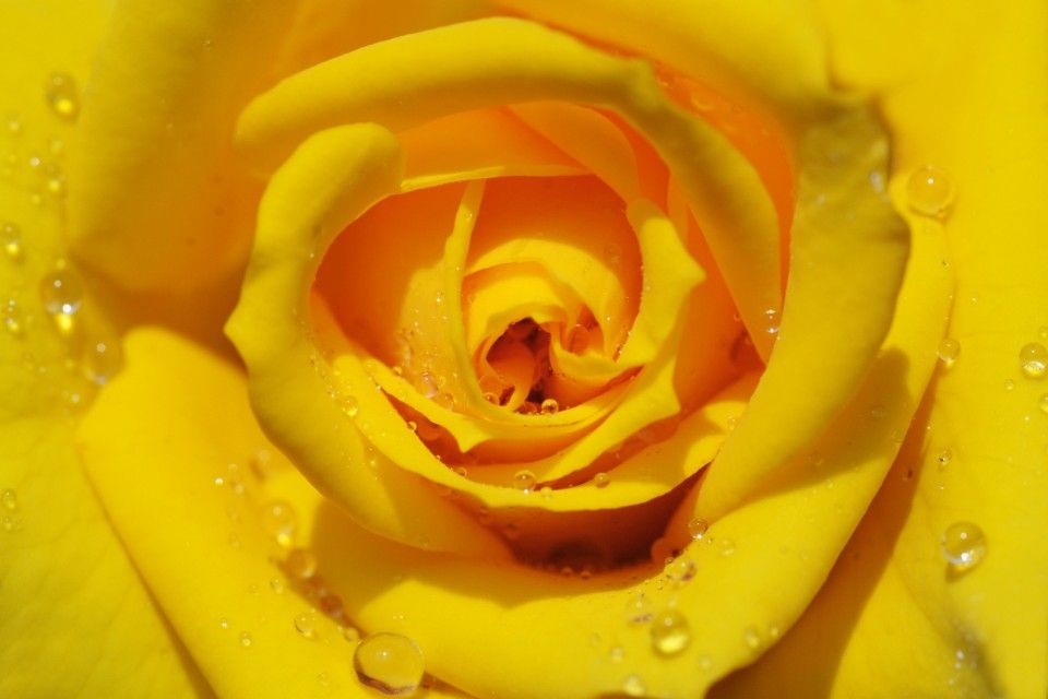 sárga rózsa (rózsa, )