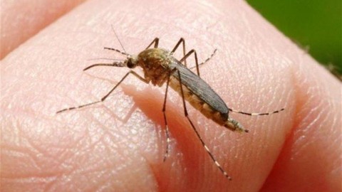 szunyog(1)(1)(960x640).jpg (szúnyog, szúnyogirtás, )