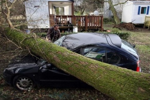 viharkár (viharkár, kidőlt fa, )