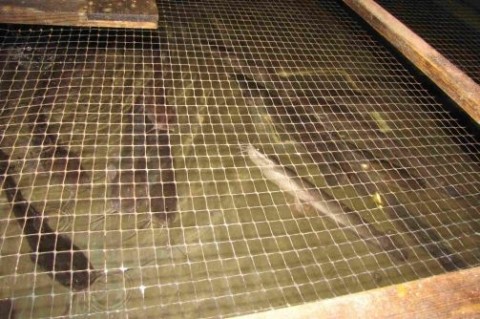 Afrikai törpeharcsa (Afrikai törpeharcsa)