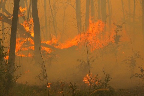 Erdotuz-Bugacnal(960x640).jpg (erdőtűz, )