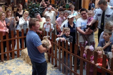 Kisoroszlan-az-Arkadban(960x640).jpg (szeged, oroszlán, árkád)