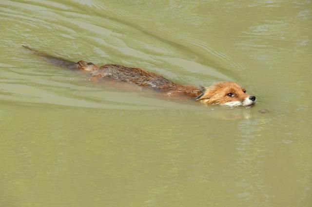 Róka úszik a Dunában Gemencnél (Róka úszik a Dunában Gemencnél)