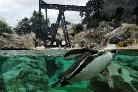 állatkert (állatkert)