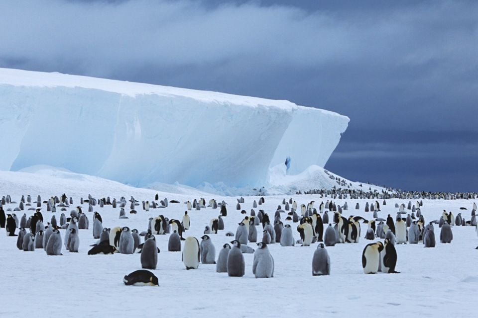 antarktisz (pingvin, )