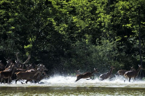 árvíz menekülnek a vadak (árvíz, vad, őz)