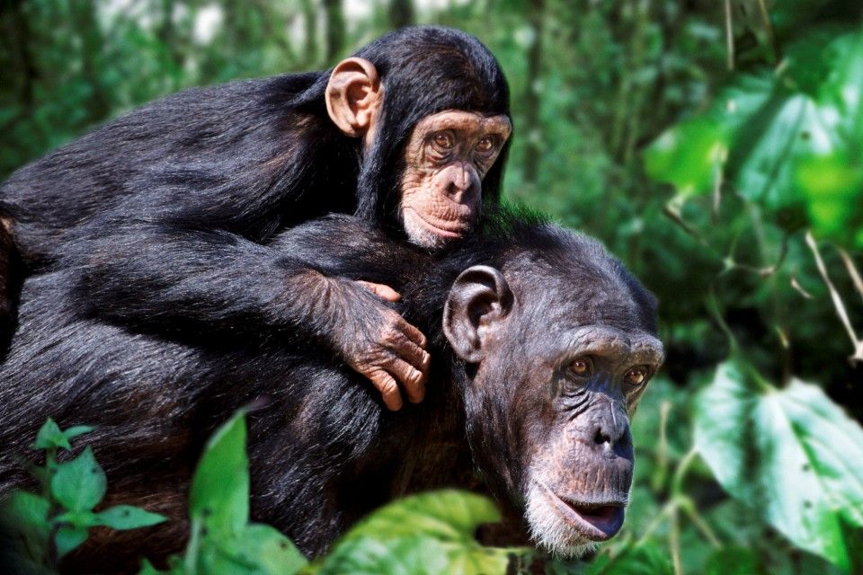 csimpánz (csimpánz, )