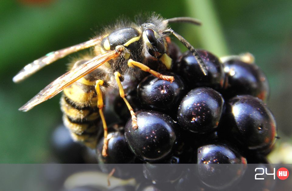 Egymillió darázs volt egyetlen fészekben | 24.hu
