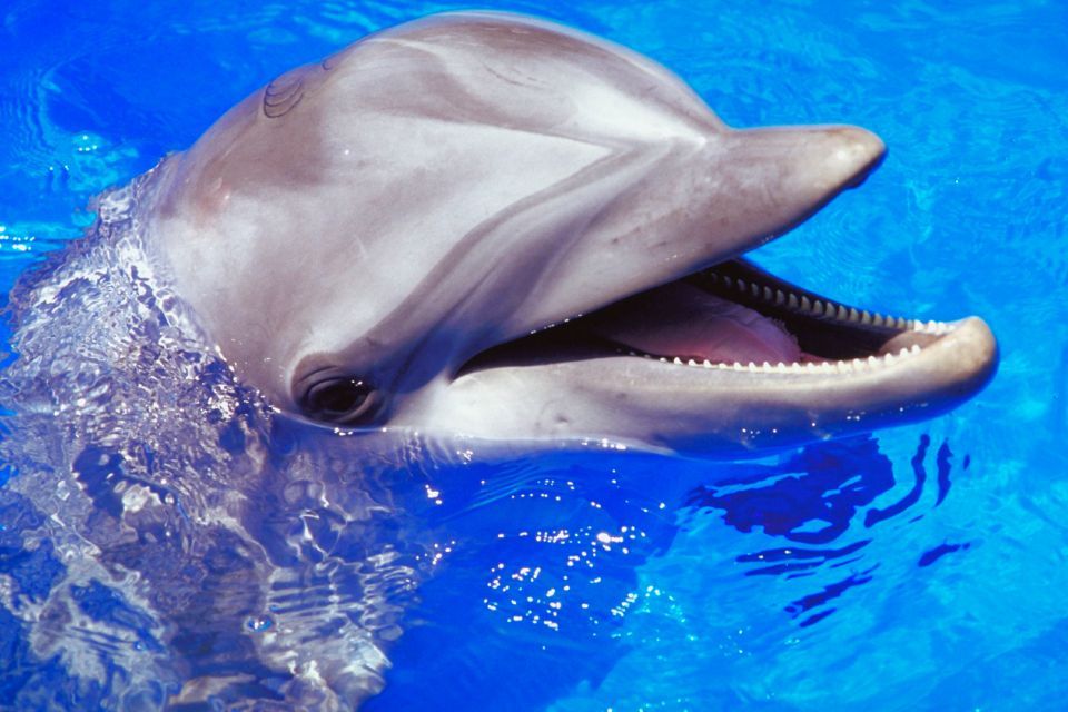 delfin (delfin, )