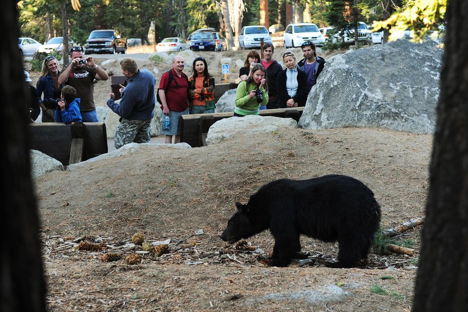 fekete medve (medve, állatkert, fekete medve, )