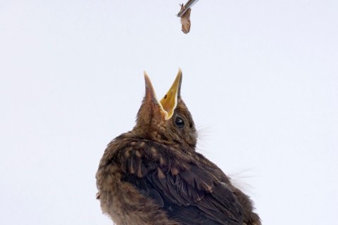 fekete rigó fióka (fekete rigó fióka, madárfióka)