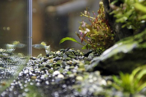 guppi (guppi, hal, )